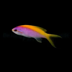 Mirolabrichthys evansi | All sizes