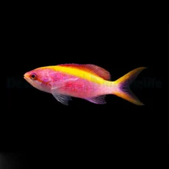 Mirolabrichthys tuka (female) | All sizes