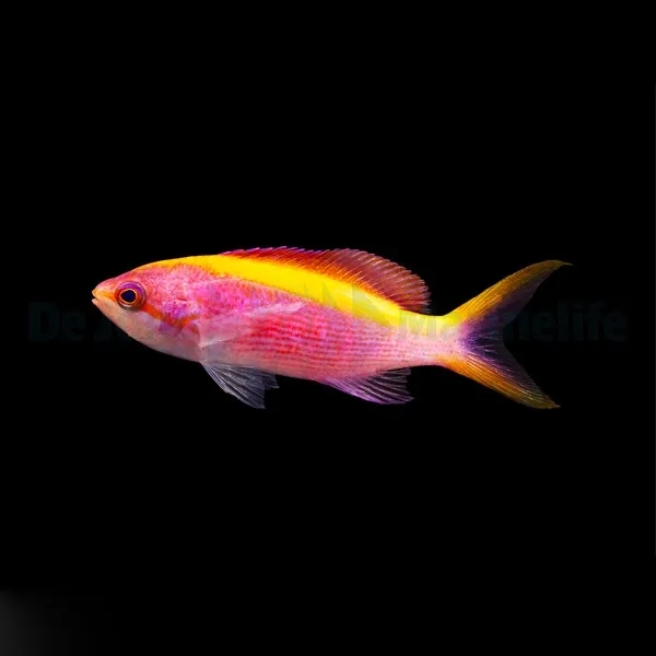 Mirolabrichthys tuka (female) | All sizes