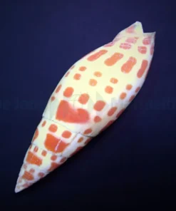 Mitra mitra | All sizes
