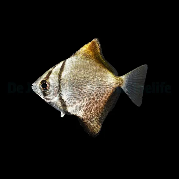 Monodactylus argenteus - T.B. | All sizes