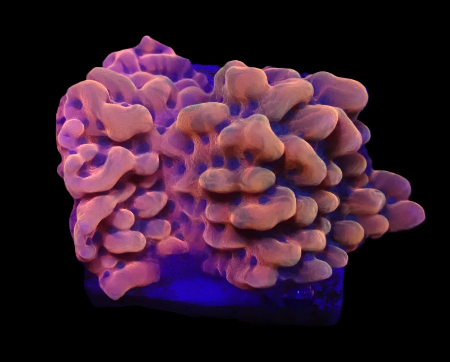 Montipora danae (JF Altered Ego) (frag) | FRAG