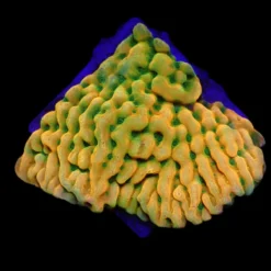 Montipora danae (JF Beach Bum) (frag) | FRAG