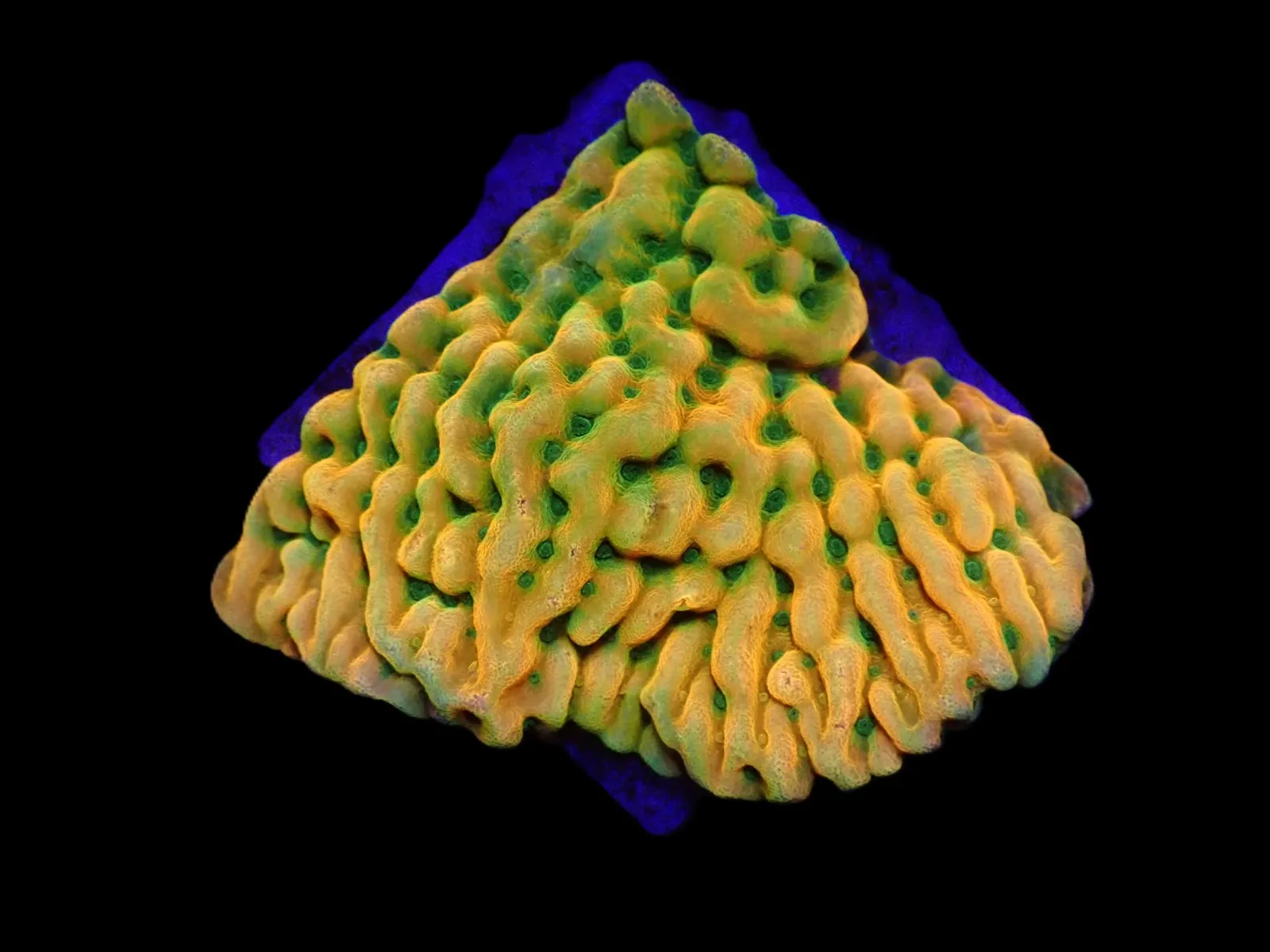 Montipora danae (JF Beach Bum) (frag) | FRAG
