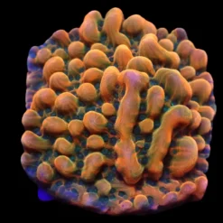 Montipora danae (JF Brain Freeze) (frag) | FRAG