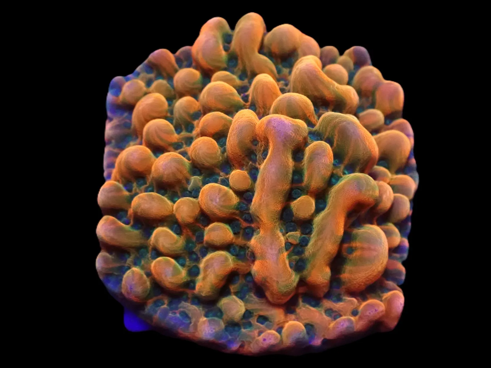 Montipora danae (JF Brain Freeze) (frag) | FRAG