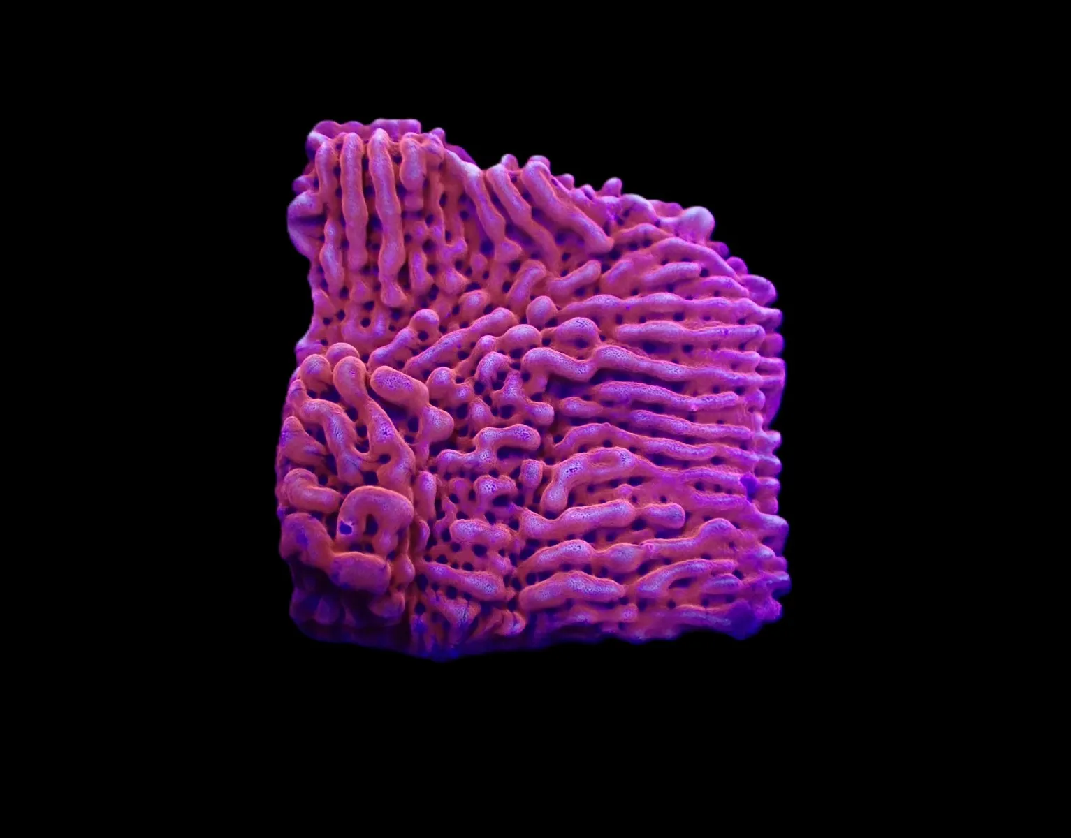 Montipora danae (JF Mean Streak) (frag) | FRAG