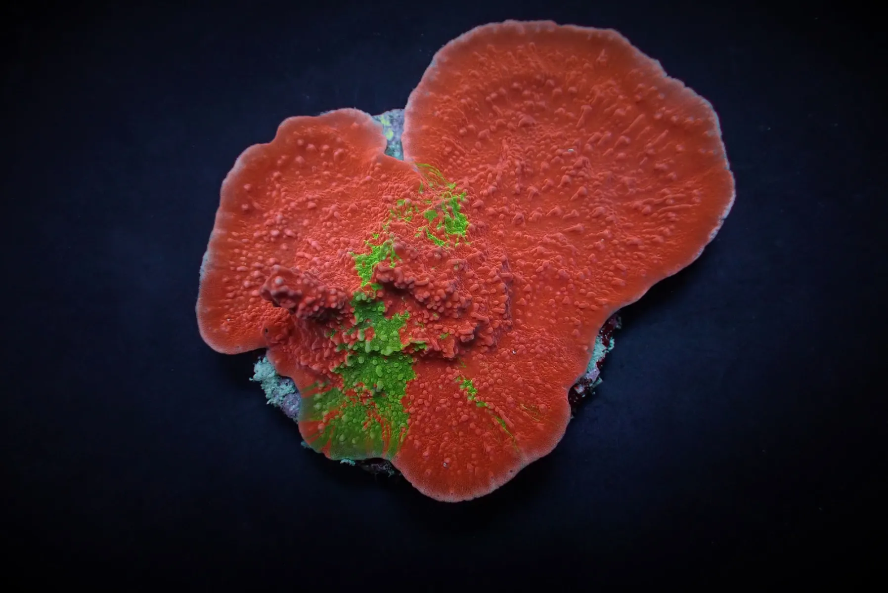 Montipora foliosa (Grafted) | T