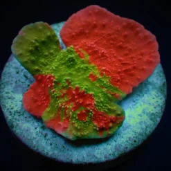 Montipora foliosa (Grafted) (frag) | FRAG