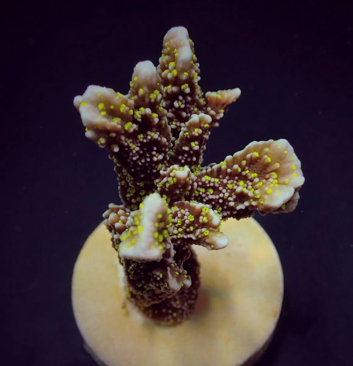Montipora malampaya (frag) | FRAG