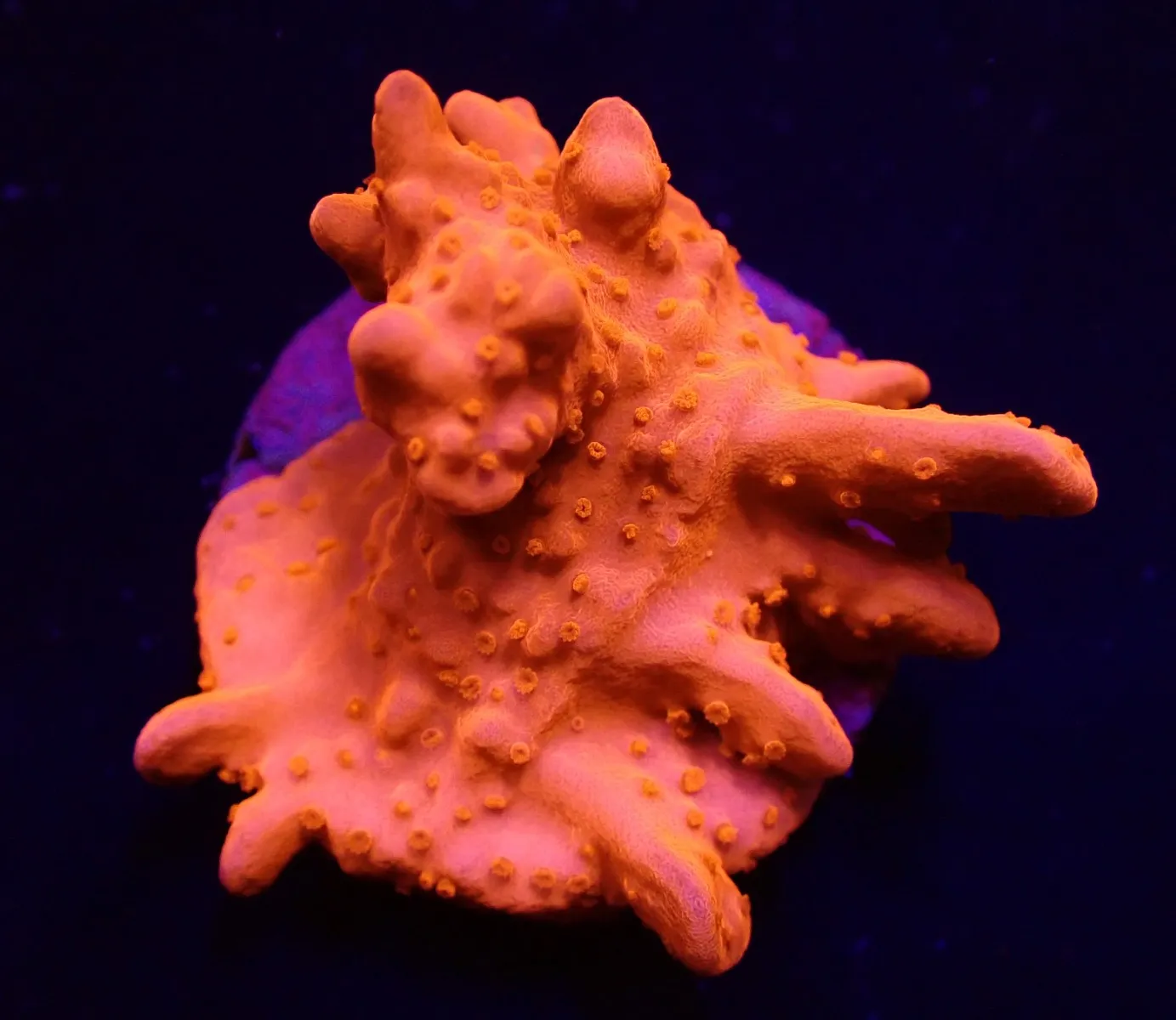 Montipora setosa (frag) | FRAG