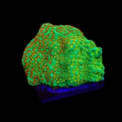 Montipora spp. (Fruity Pebbles) (frag) | FRAG