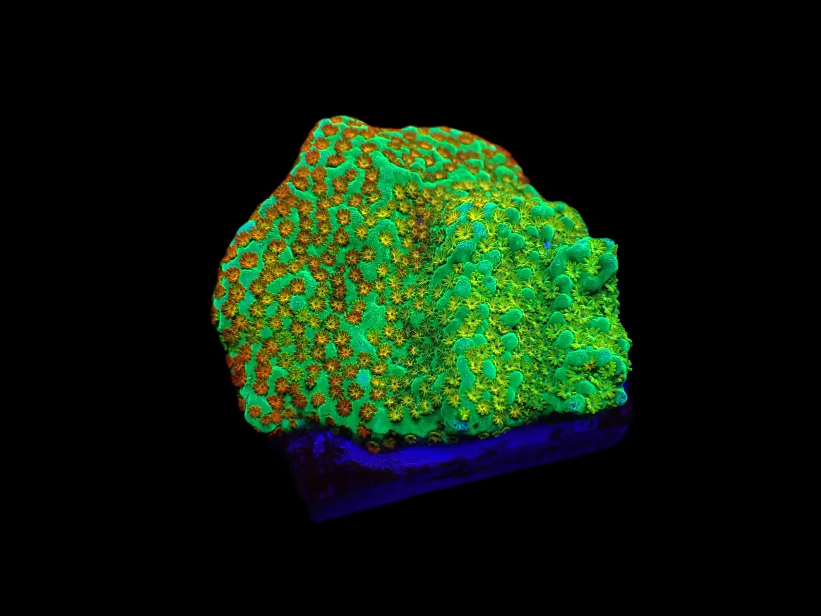 Montipora spp. (Fruity Pebbles) (frag) | FRAG