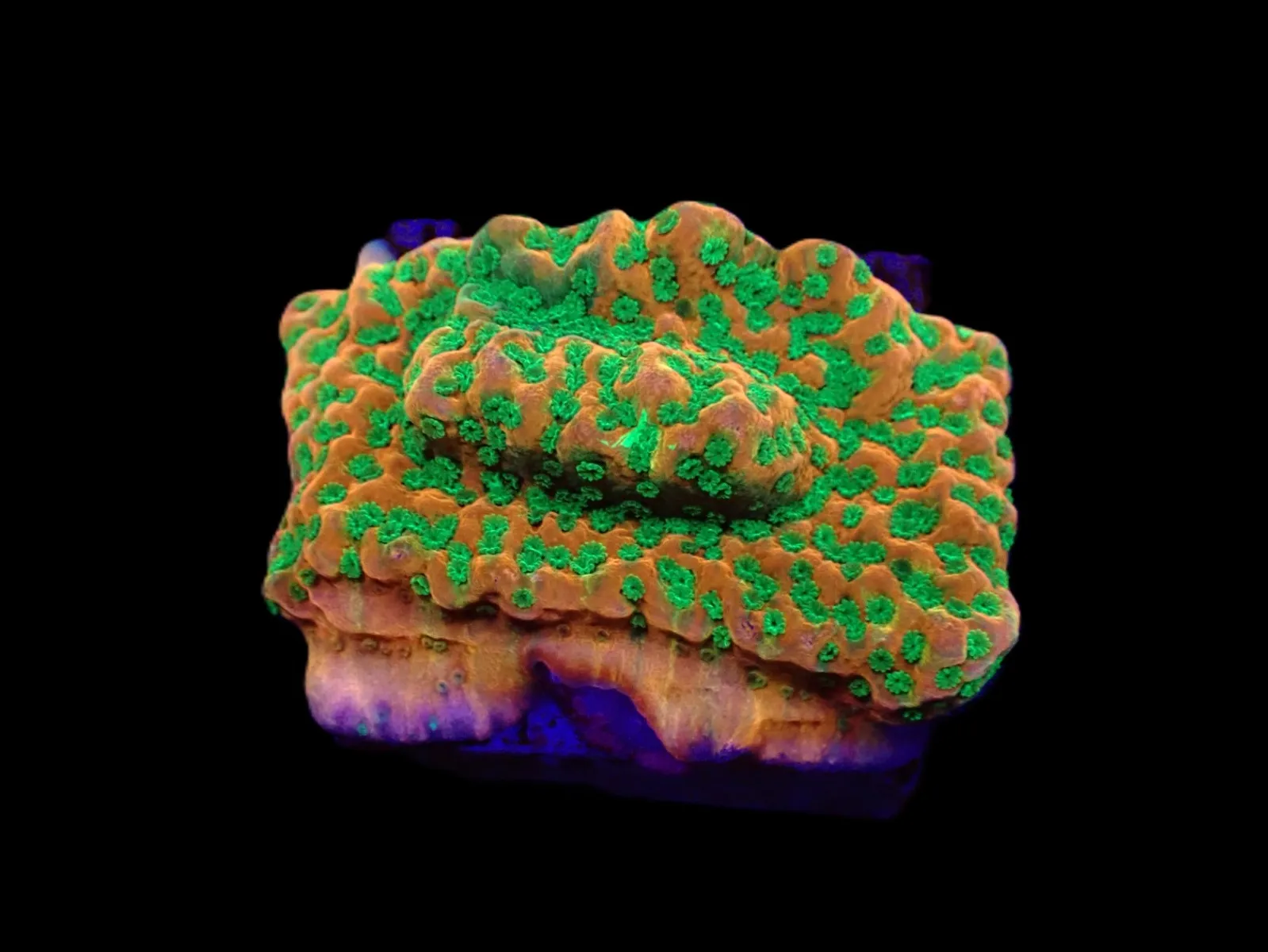 Montipora spp. (Phoenix Evolution) (frag) | FRAG