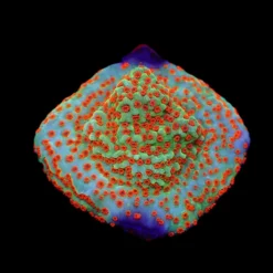 Montipora spp. (Reverse Sunset) (frag) | FRAG