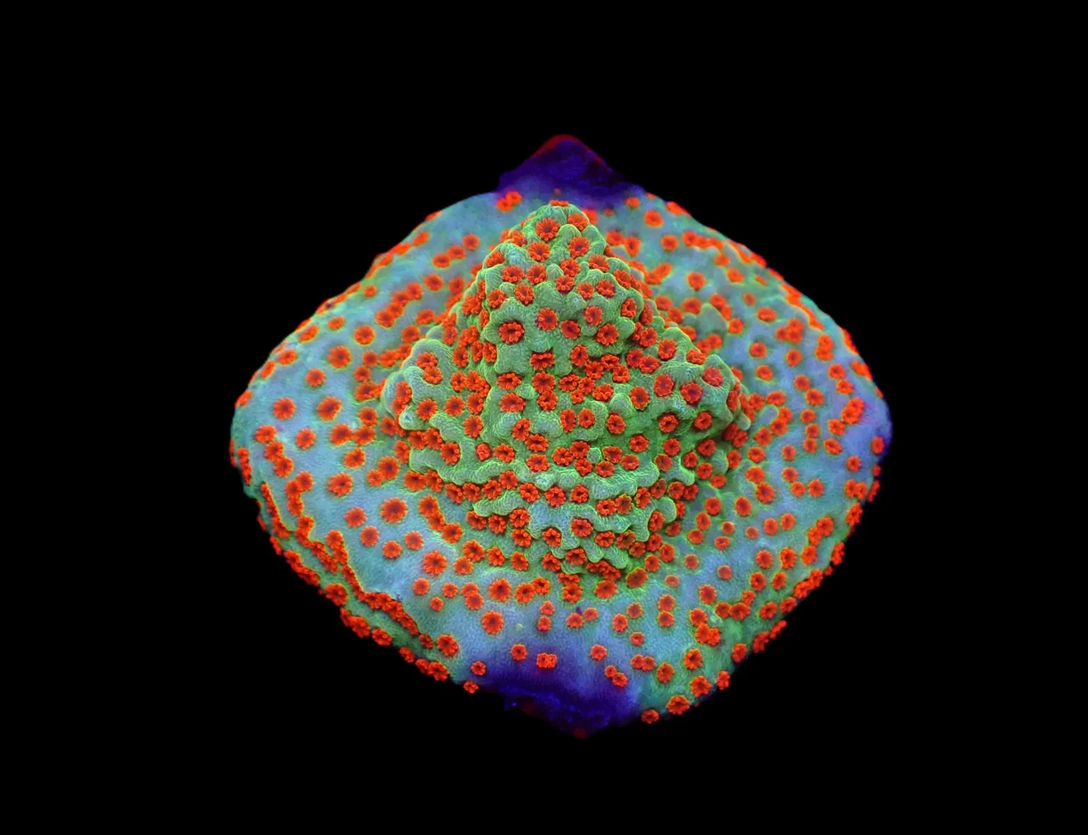 Montipora spp. (Reverse Sunset) (frag) | FRAG