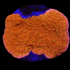 Montipora spp. (Sunburst) (frag) | FRAG