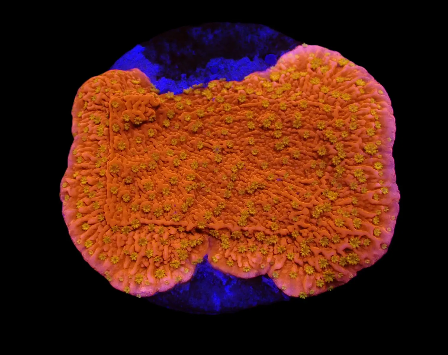 Montipora spp. (Sunburst) (frag) | FRAG