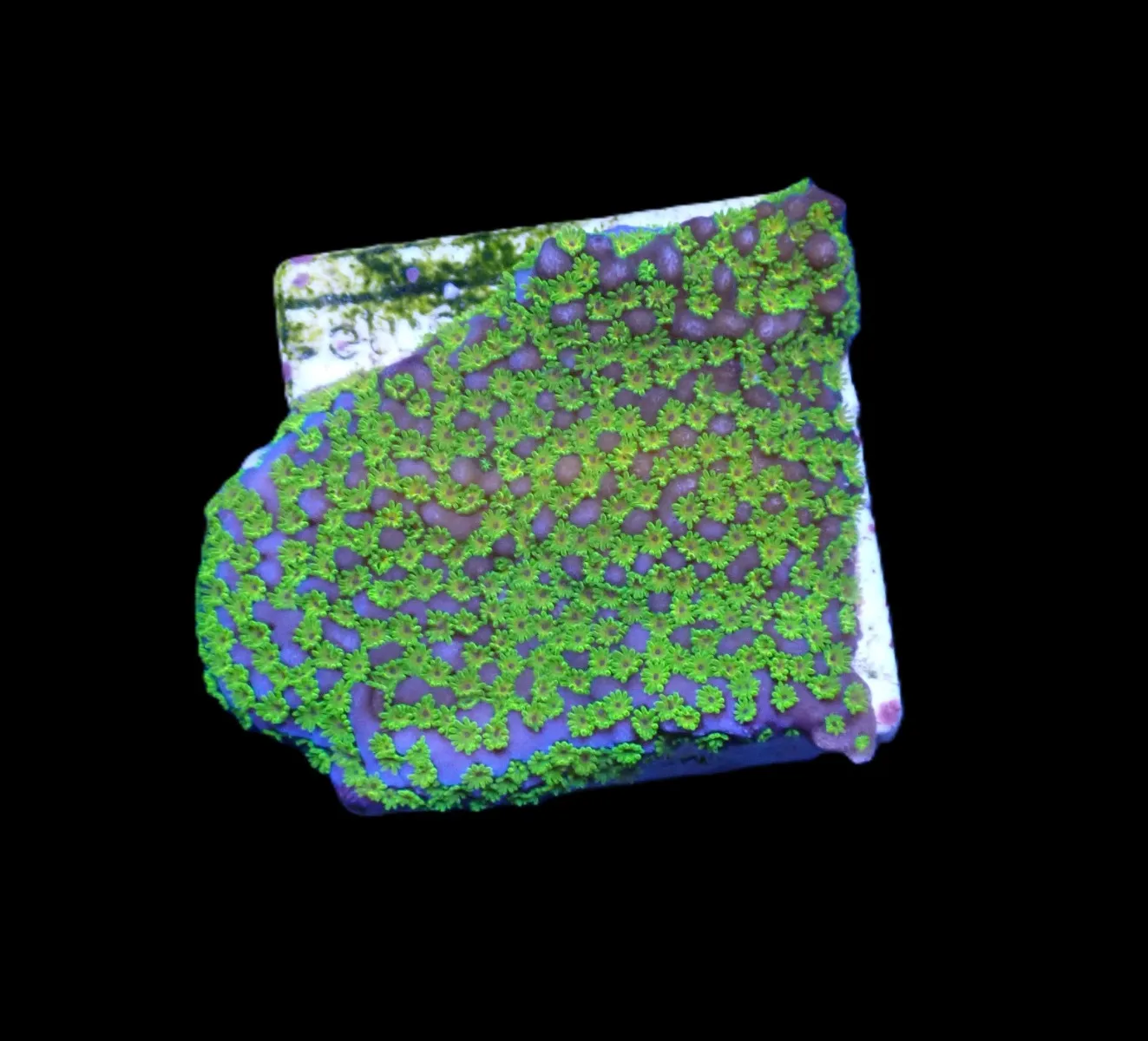 Montipora spp. (Ultraman) (frag) | FRAG