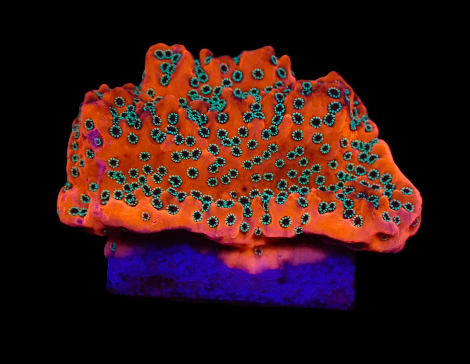 Montipora spp. (WWC Dragon Fruit) (frag) | FRAG