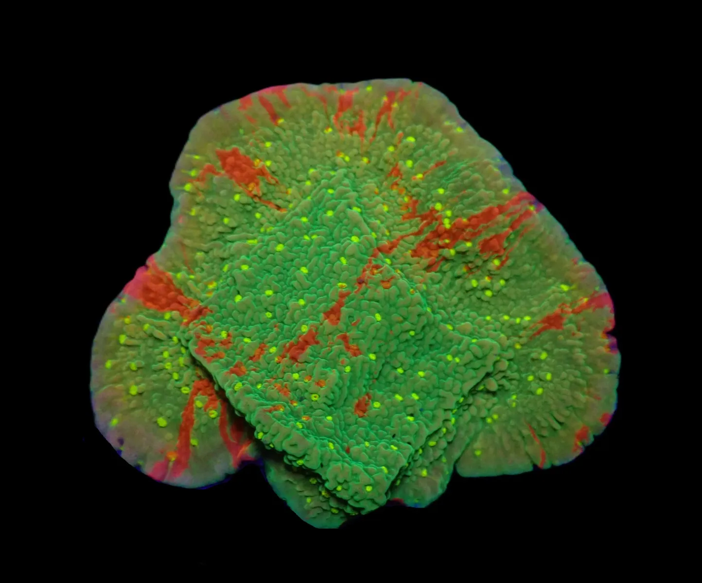 Montipora spp. (WWC Sunfire Grafted) (frag) | FRAG