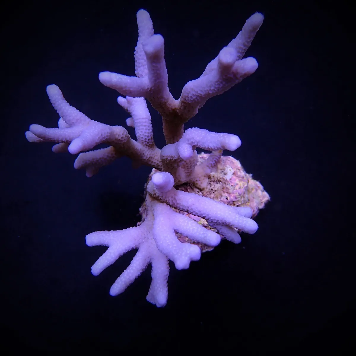 Montipora spp. (Branched) (Blue-Purple) | S