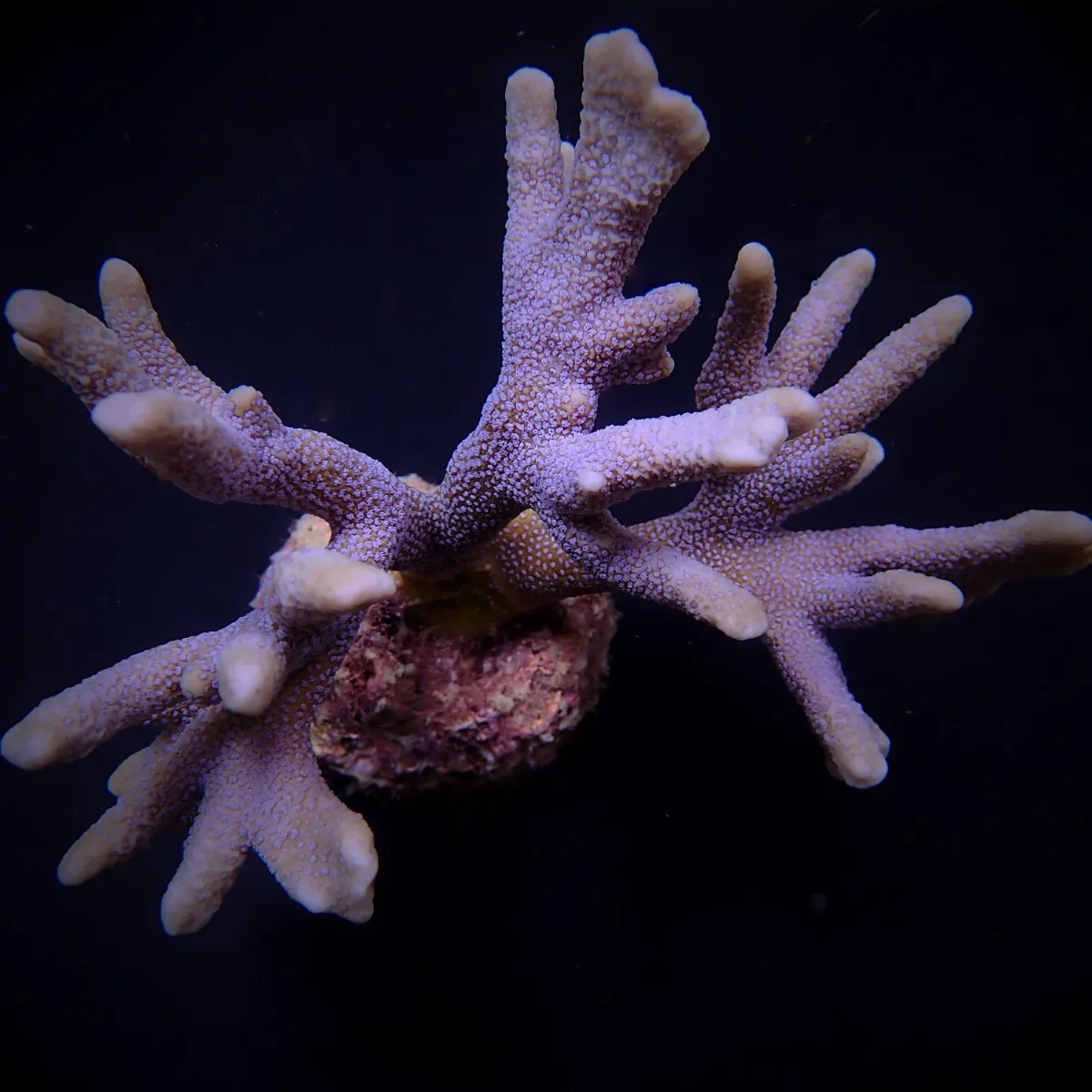 Montipora spp. (Branched) (Blue polyp)