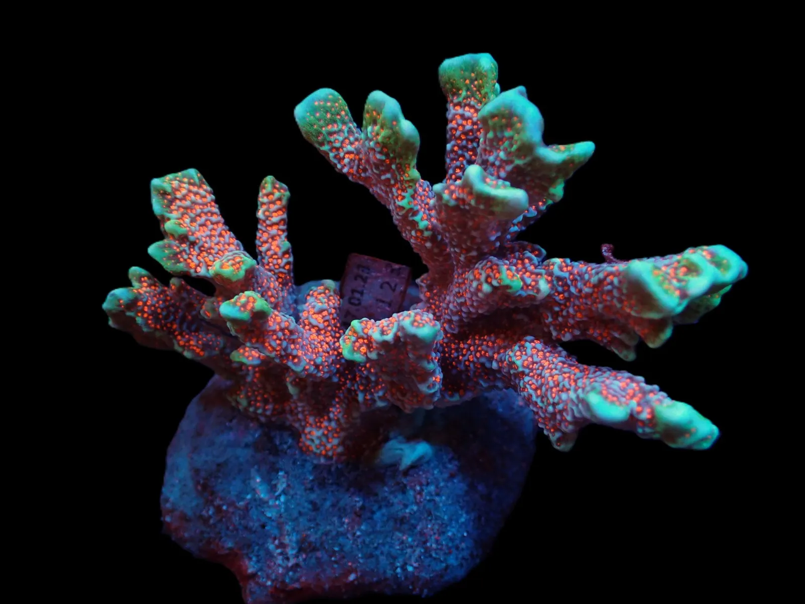 Montipora spp. (Branched) (Forest Fire) | L