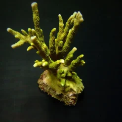 Montipora spp. (Branched) (Green)