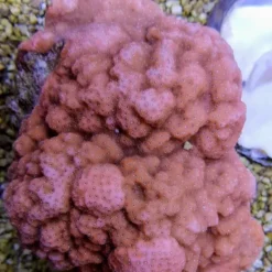 Montipora spp. (Encrusting) (Orange-Red)