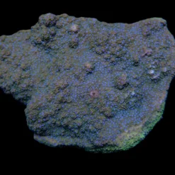 Montipora spp. (Encrusting) (Purple-Pink polyp) | T