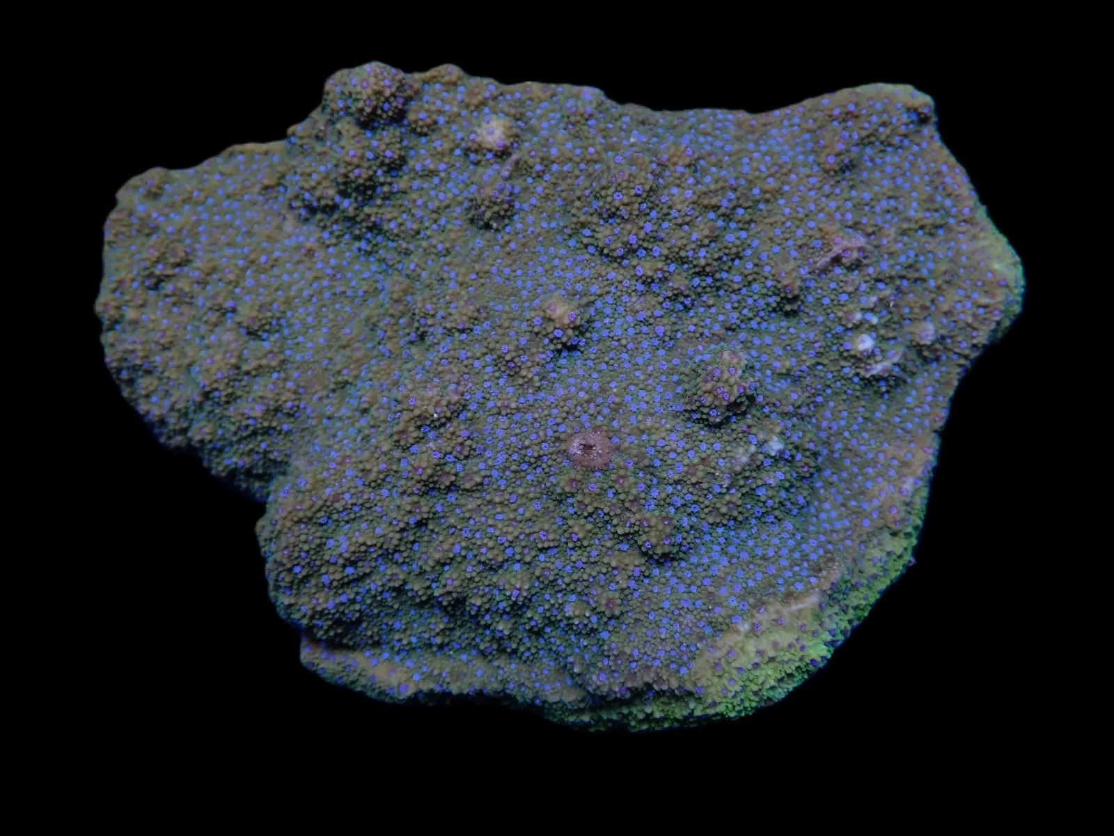 Montipora spp. (Encrusting) (Purple-Pink polyp) | L