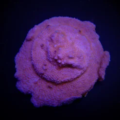 Montipora spp. (Encrusting) (Red polyp) | M