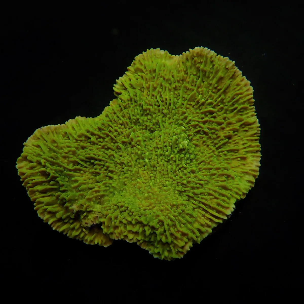 Montipora spp. (Laminar) (Green) | L