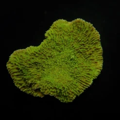 Montipora spp. (Laminar) (Green) | M