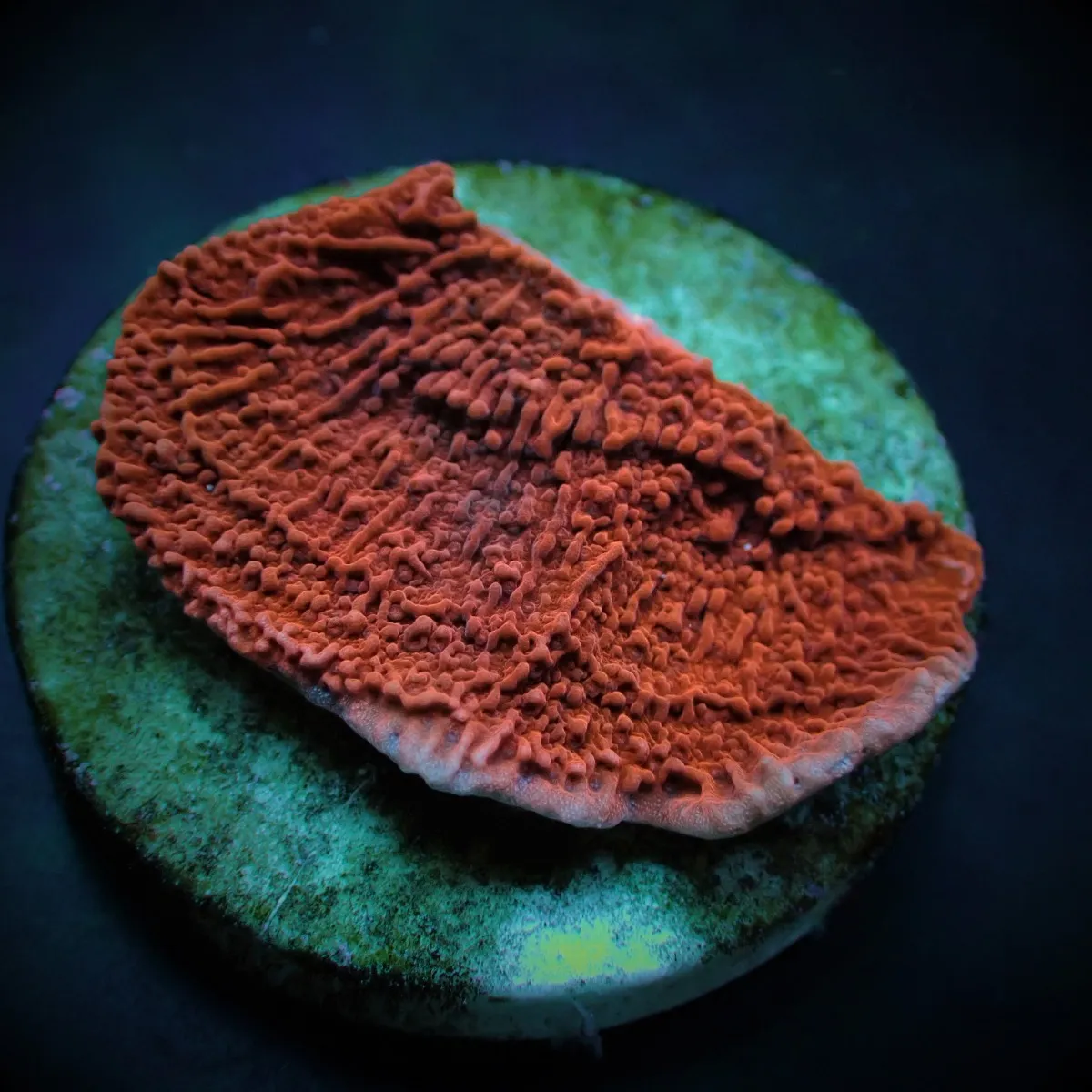 Montipora spp. (Laminar) (Orange-Red) (frag) | FRAG
