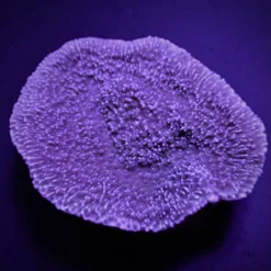 Montipora spp. (Laminar) (Purple-Blue) (frag) | FRAG