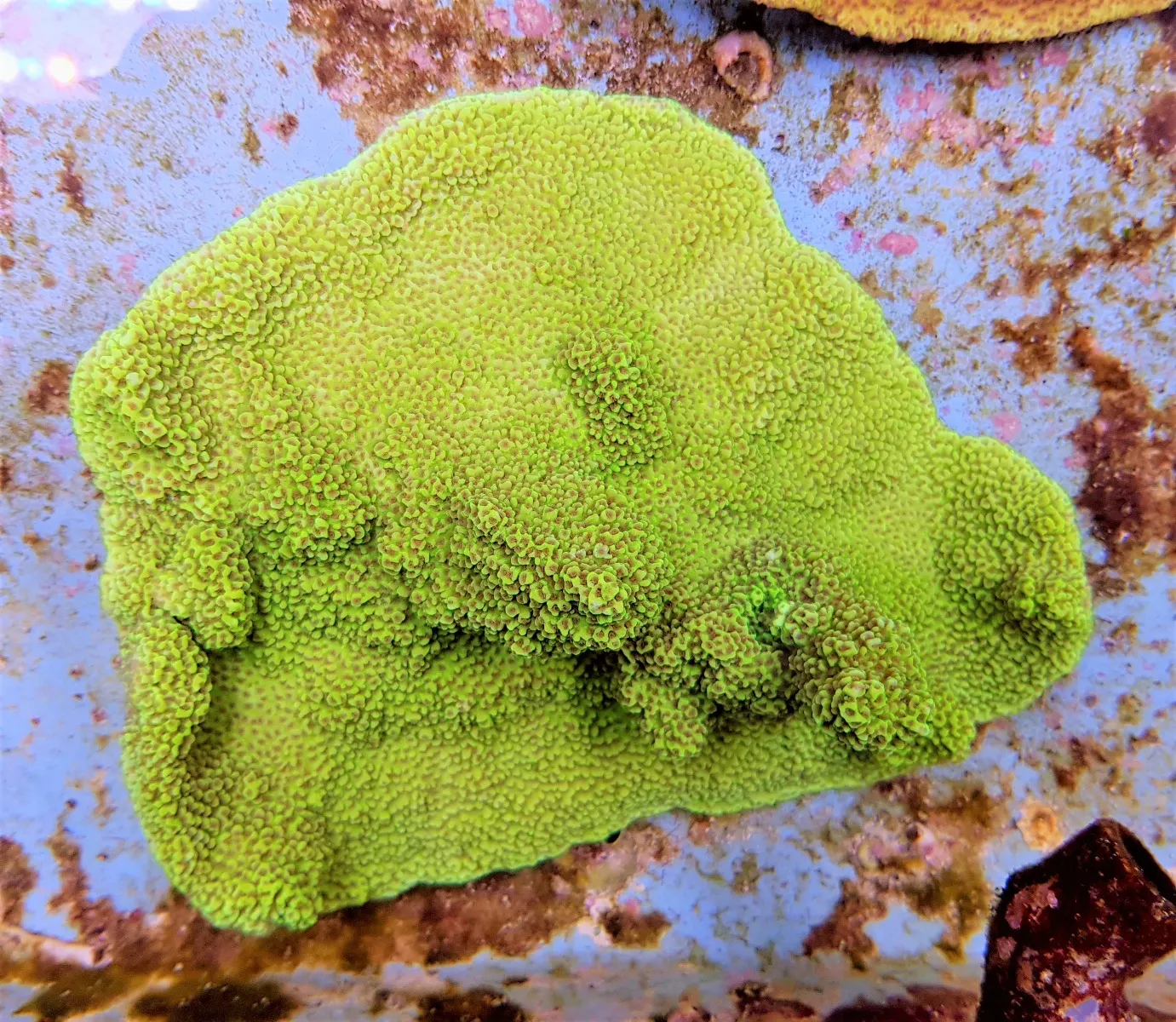 Montipora spp. (Premium) | XL