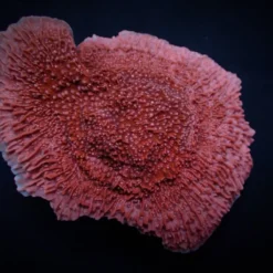 Montipora spp. (Snow Cap) | M