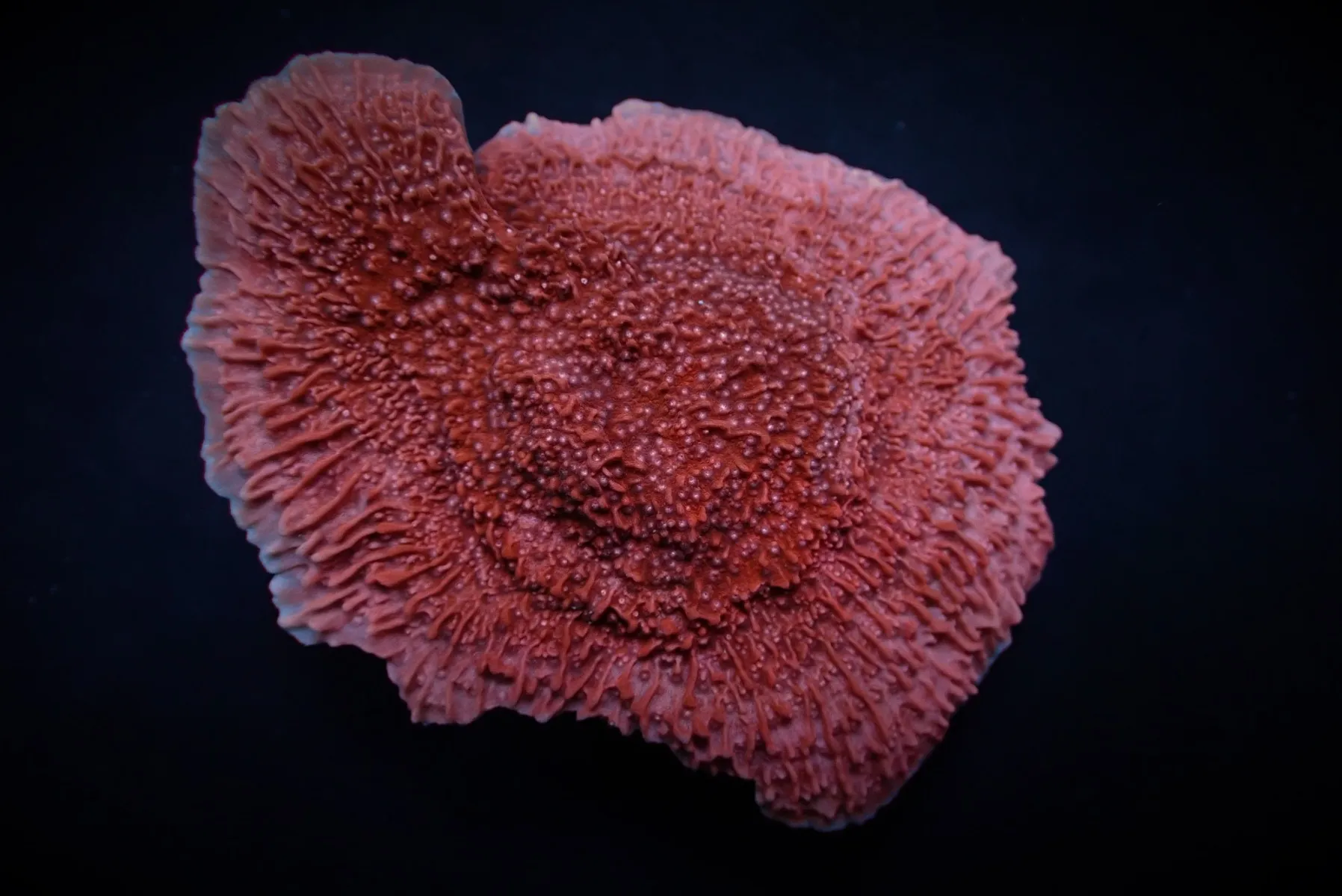 Montipora spp. (Snow Cap) | S