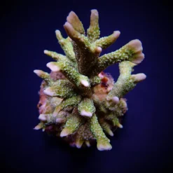 Montipora stellata | S