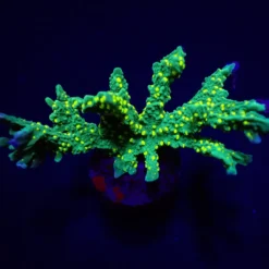 Montipora stellata (frag) | FRAG