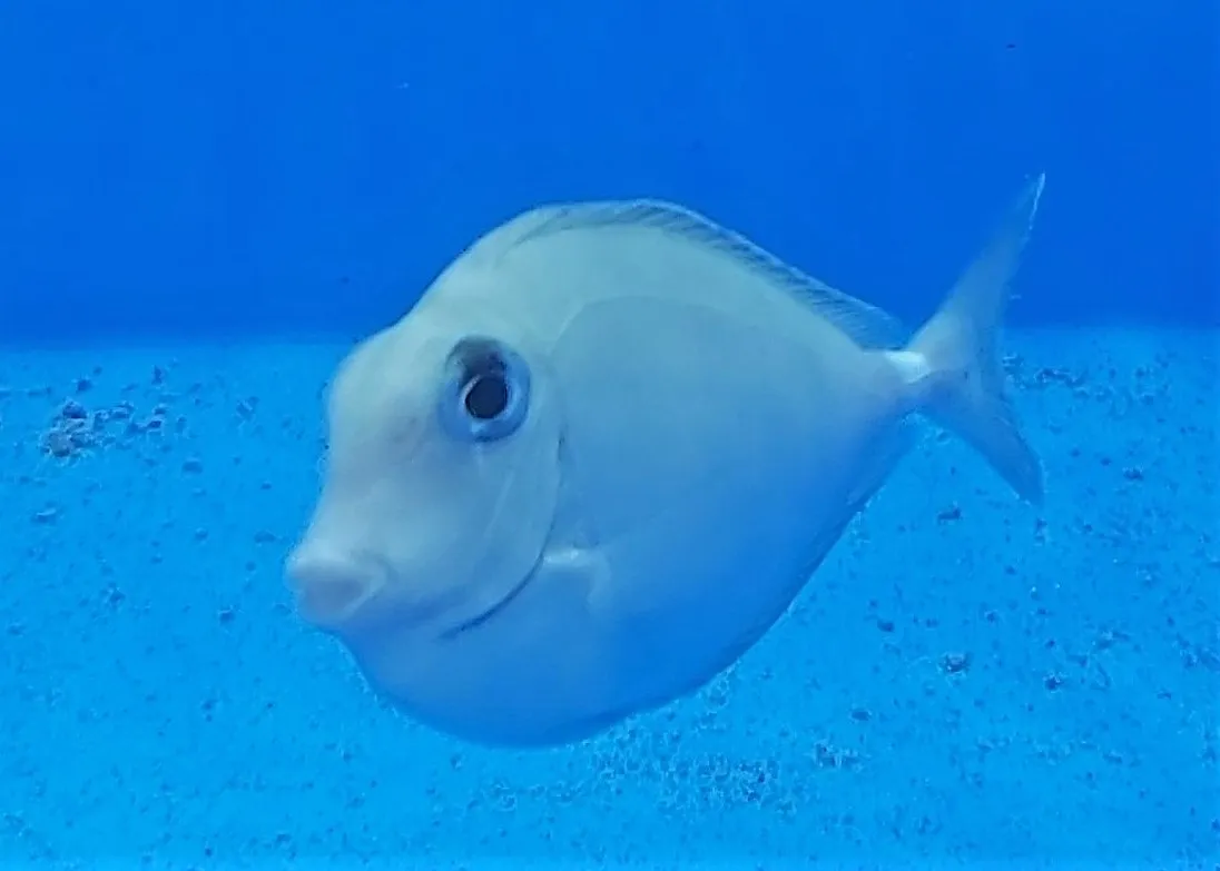 Naso annulatus | S