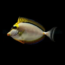 Naso elegans | XXL