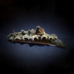 Nudibranch assorted | All sizes