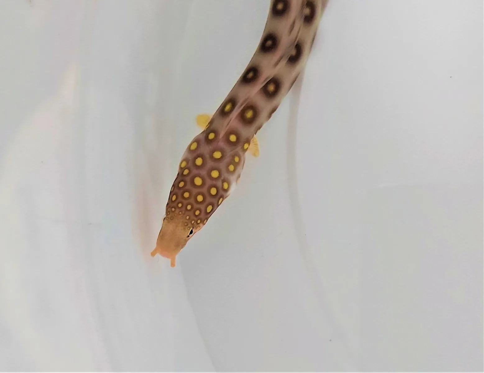 Ophichthus polyophthalmus | All sizes