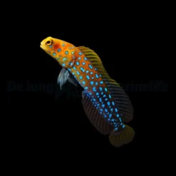 Opistognathus rosenblatti | All sizes