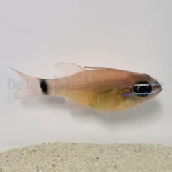 Ostorhinchus aureus | All sizes