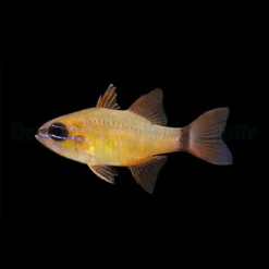 Ostorhinchus fleurieu | All sizes