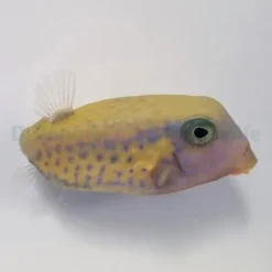 Ostracion cyanurus (female) | All sizes